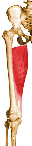 Aductor Mayor
