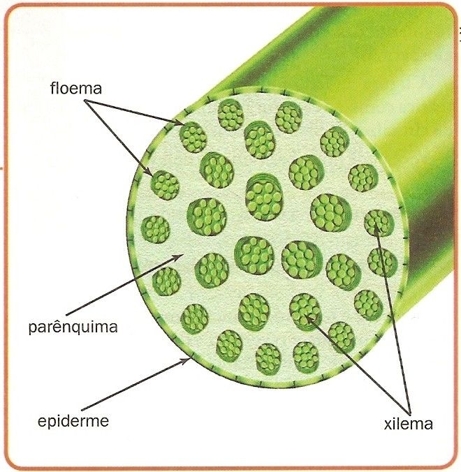 Por que as angiospermas são chamadas de plantas vasculares ou traqueófitas?