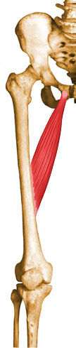 Aductor Medio