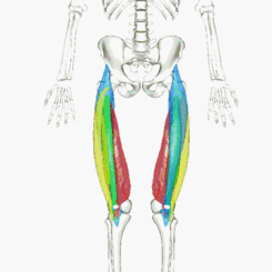 Cuadriceps