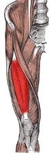 Recto Femoral
