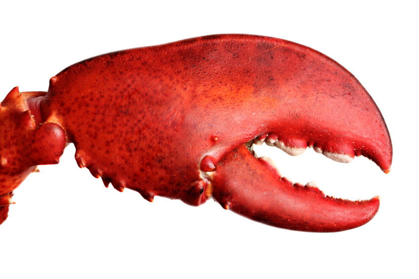 Claw