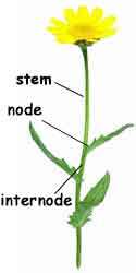 Stem