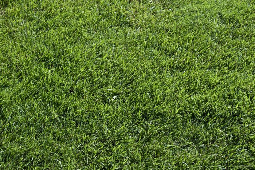Grass