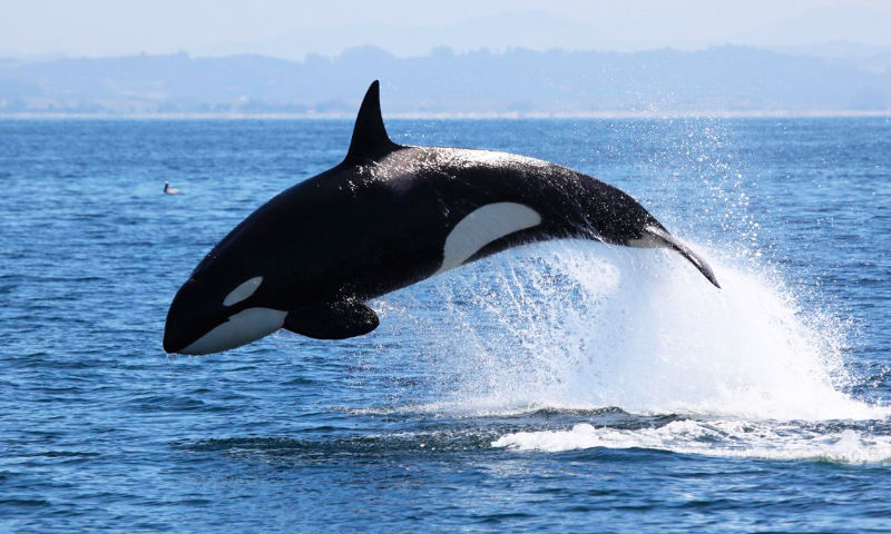 Whales