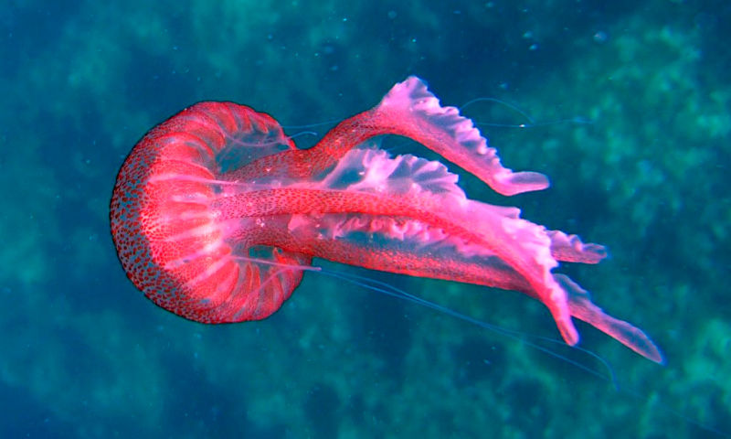 Jellyfish