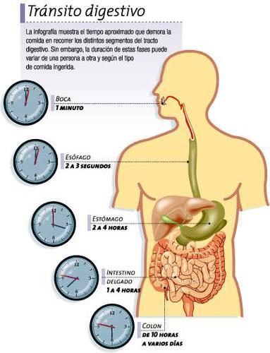 Datos que ni sabias del sistema digestivo