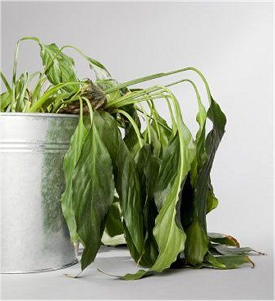 Plants die if they don’t get enough water.