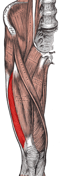 Vasto Lateral