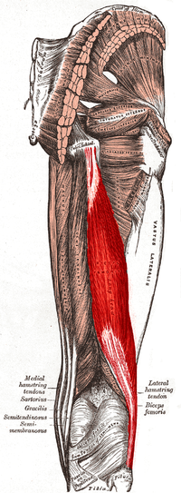 Bíceps Femoral