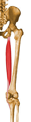 Semitendinoso