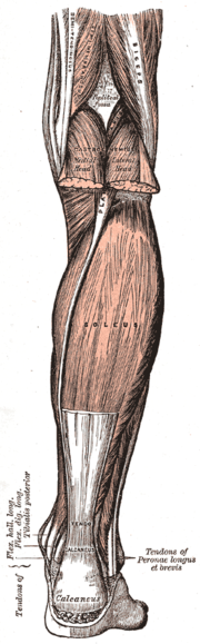 Sóleo