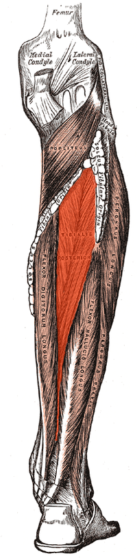 Tibial Posterior