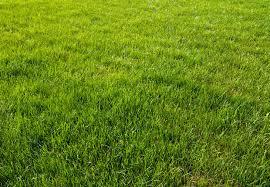 Grass.