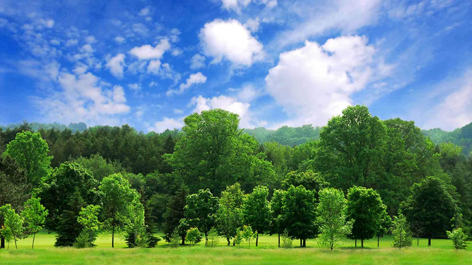 Trees.