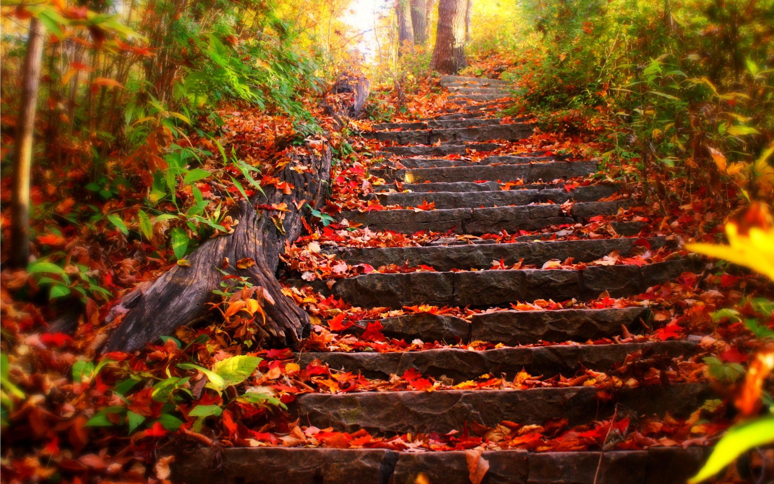 fall
