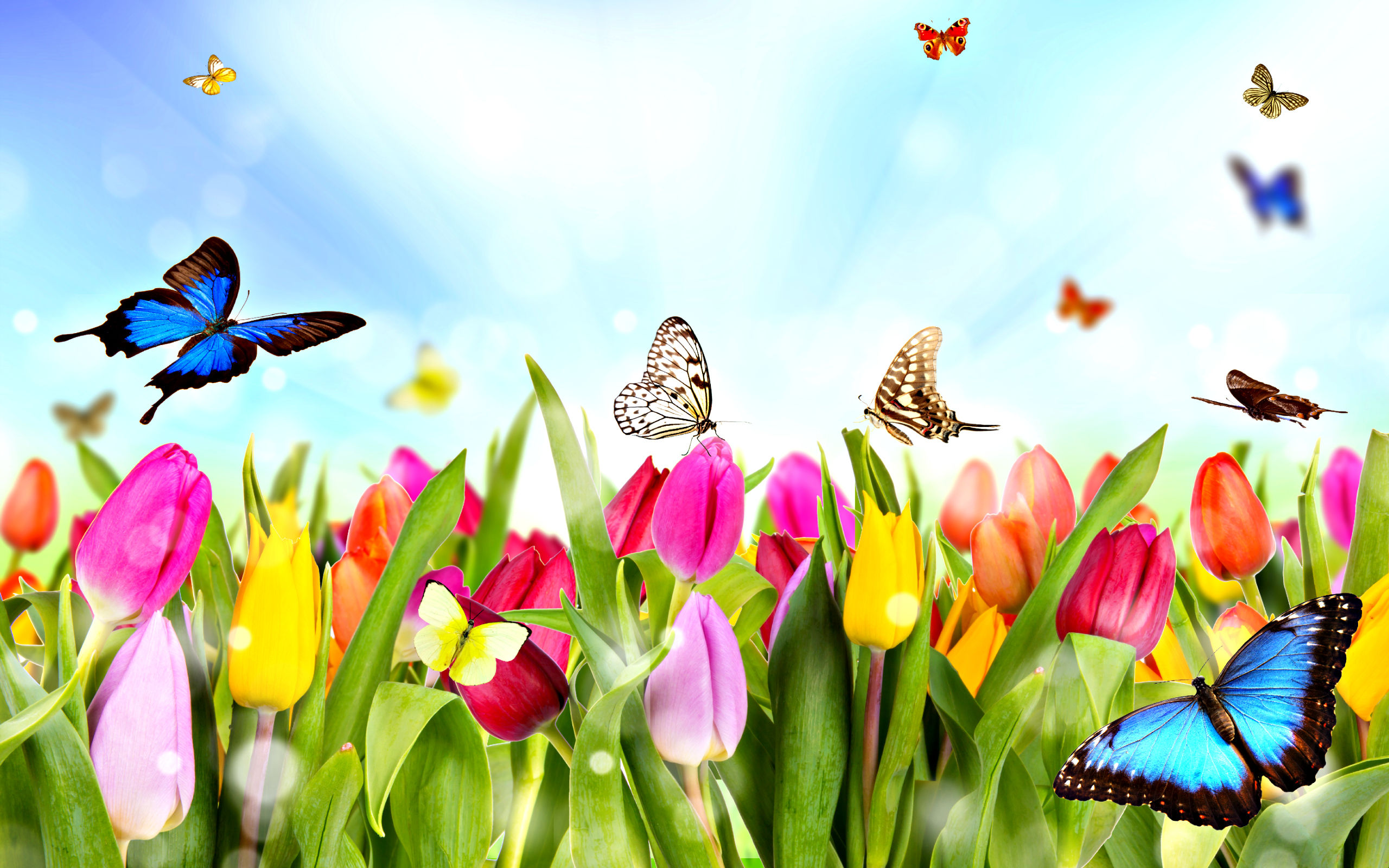 spring