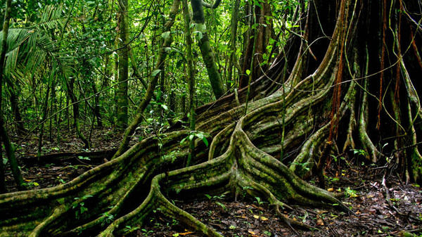 jungle