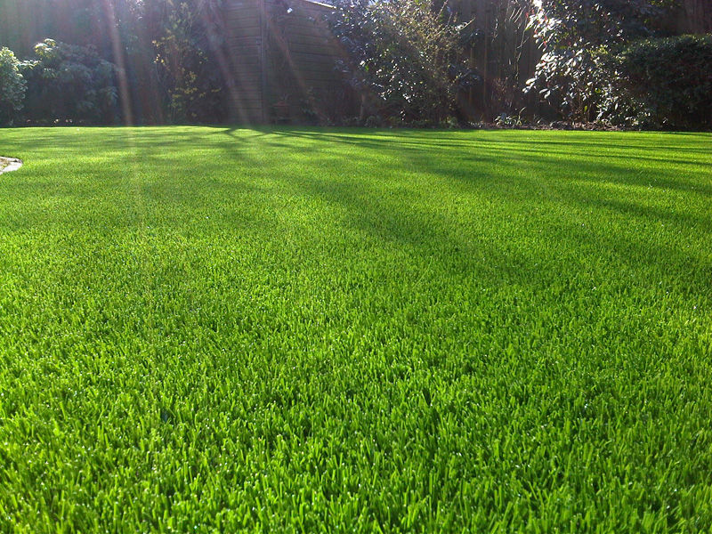 grass