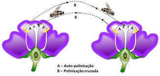 O que é a polinização