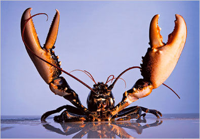 lobsters