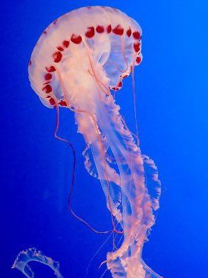 jellyfish