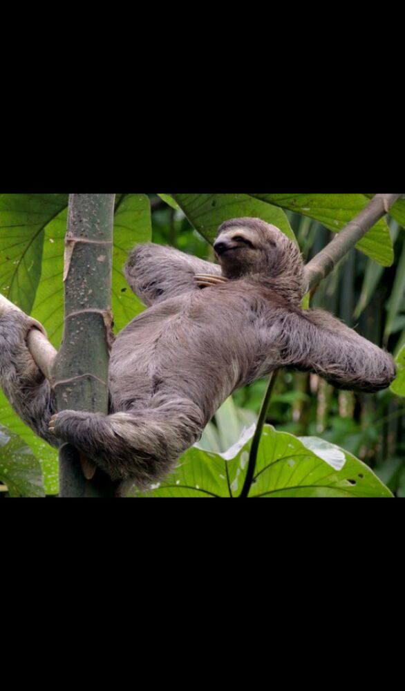 Lazy