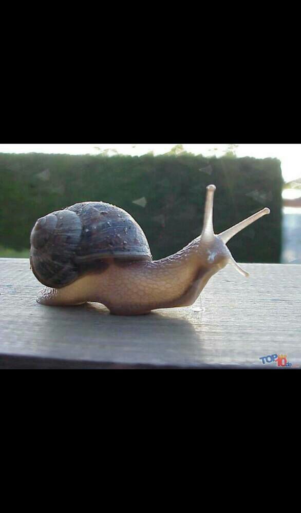 Slow