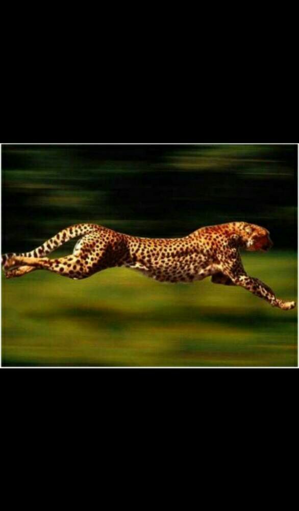 Fast