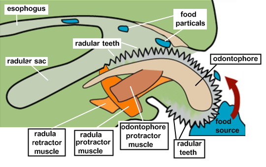 MOLLUSCA