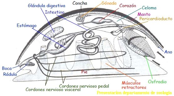 MOLLUSCA