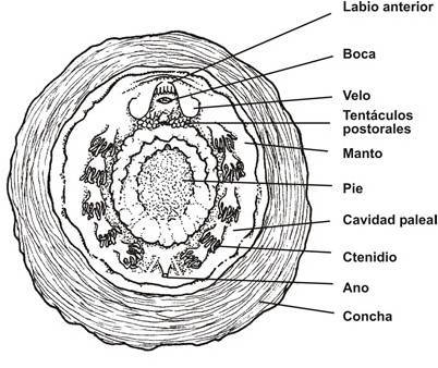MOLLUSCA