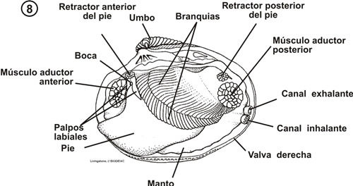 MOLLUSCA