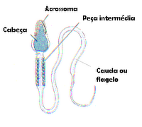 Células reprodutoras masculinas