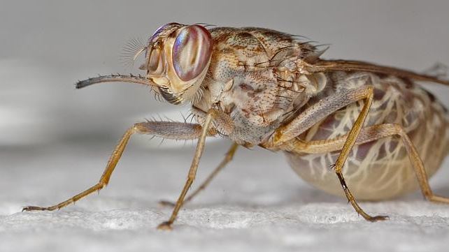 Los 10 insectos mas venenosos del mundo
