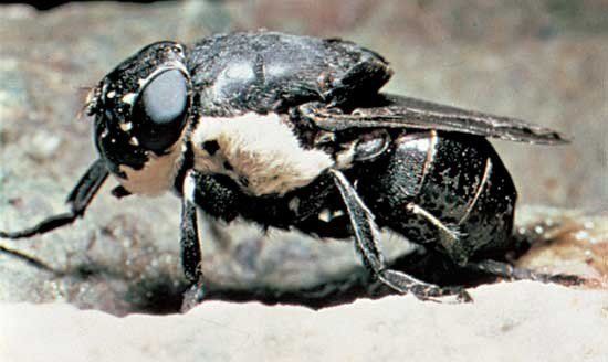 1. Mosca Tse-Tse - África. -Infección parasitaria. -Afecta al sistema nervioso. -Síntomas como fiebre o hemorragias.
