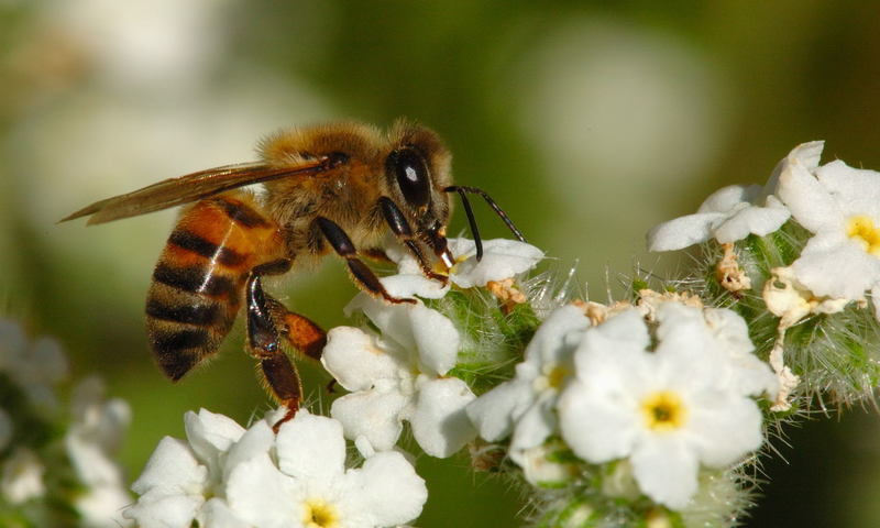 5. Abeja Africana - Reacciones alérgicas y tóxinas -Puede picar 5 veces antes de morir. -Sumamente agresiva.