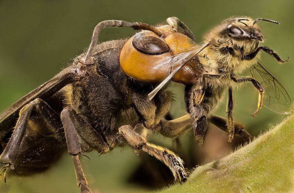 3. Avispón gigante japonés -Disuelve los tejidos humanos con su picadura. -Sumamente agresiva. -No tolera la cautividad