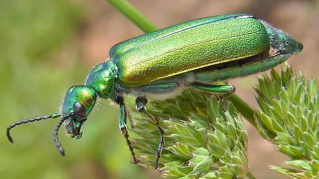 9. Pulgas de rata negra -Es uno de los insectos mas pequeños y letales del mundo. -Transmiten una bacteria llamada Yersinia Pestis (peste...