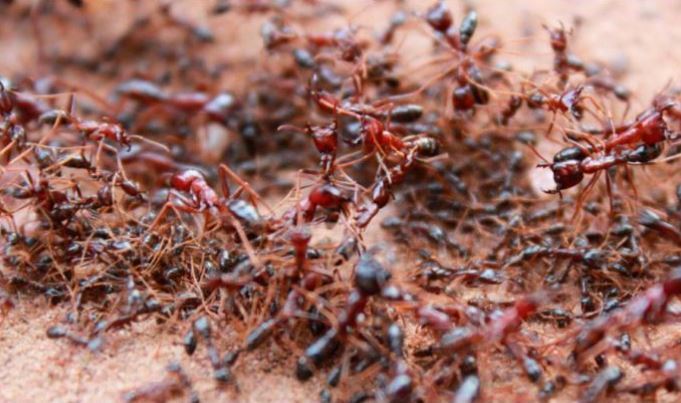 7. Hormigas Siafu -Las mas grandes del mundo. -Afiladas mandíbulas y asfixian a sus victimas. -Su mordisco es usado para suturar heridas.