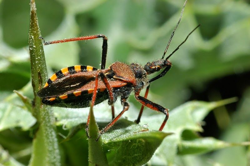 7. Hormigas Siafu -Las mas grandes del mundo. -Afiladas mandíbulas y asfixian a sus victimas. -Su mordisco es usado para suturar heridas.