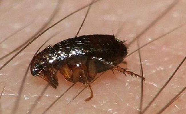 9. Pulgas de rata negra -Es uno de los insectos mas pequeños y letales del mundo. -Transmiten una bacteria llamada Yersinia Pestis (peste...