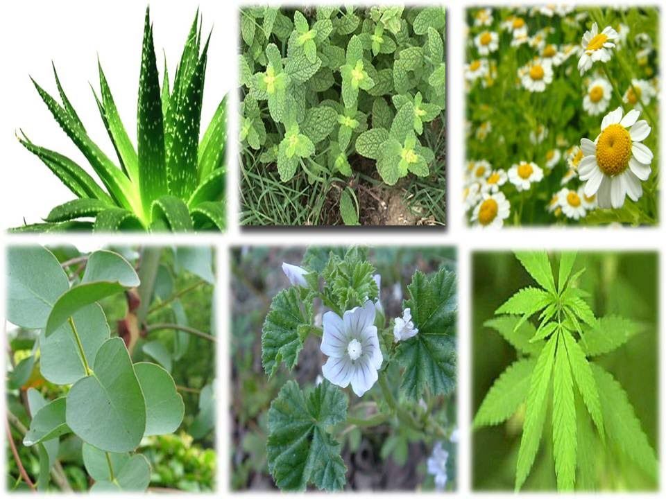 LO QUE NOS BRINDAN LAS PLANTAS