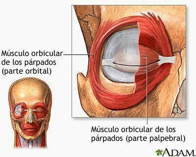 Musculo orbicular de los parpados