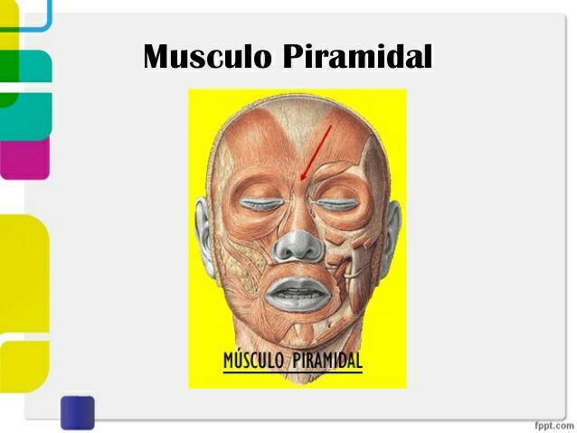 Musculo piramidal