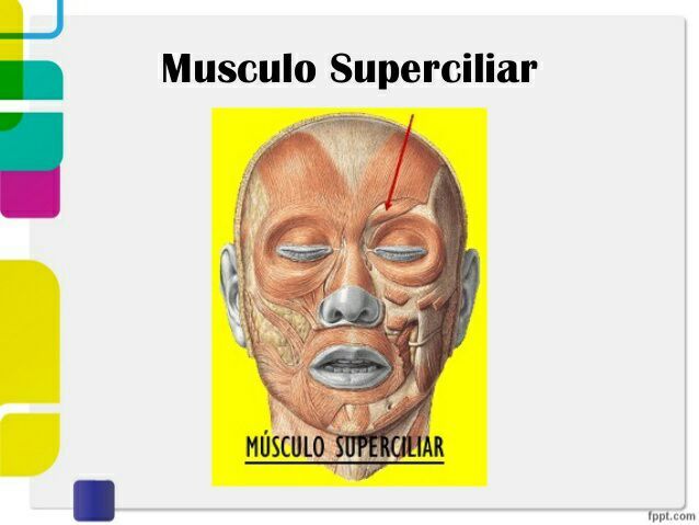 Musculo supercilial