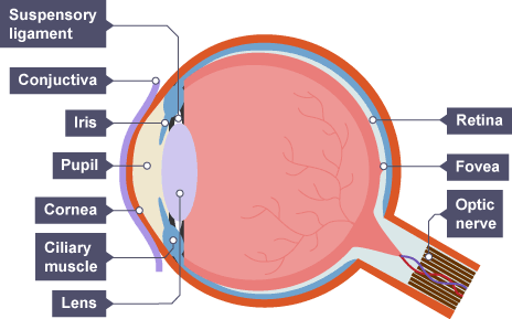 Label the eye.