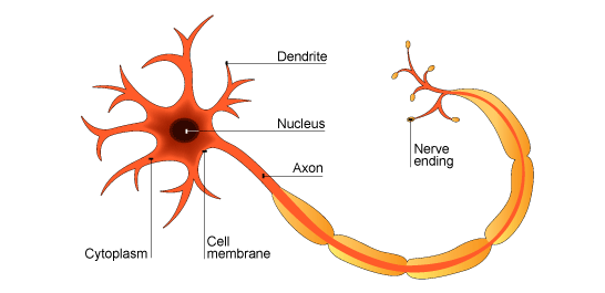 Label a neurone