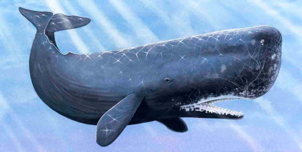 Whale