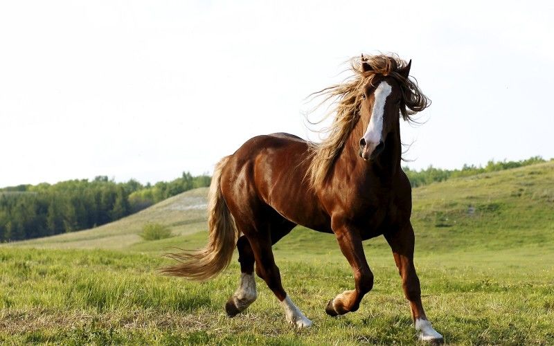Horse